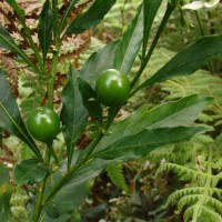 Solanum pseudocapsicum L.